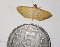 Herpetogramma basalis