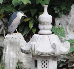 Nycticorax nycticorax