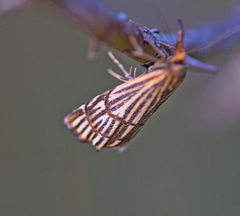 Chrysocramboides craterella