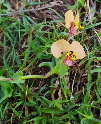 Commelina reptans image