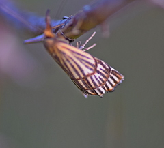 Chrysocramboides craterella