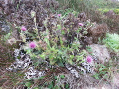 Cirsium andrewsii