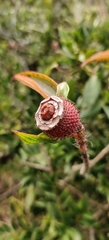Melastoma sanguineum