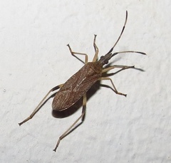 Dicranocephalus caffer