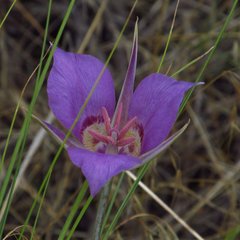 Calochortus macrocarpus macrocarpus