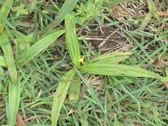 Curculigo orchioides