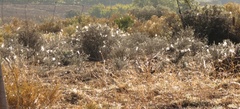 Gomphocarpus fruticosus