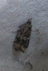 Syricoris