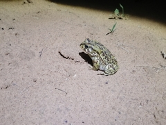 Sclerophrys poweri