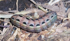 Spodoptera littoralis