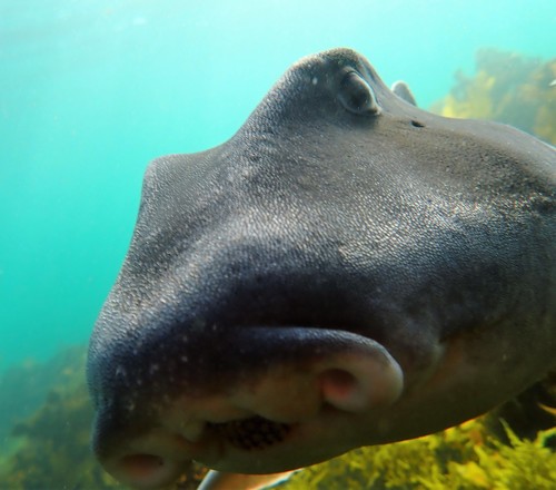 Bullhead (Heterodontus portusjacksoni) — Heterodontidae — 4