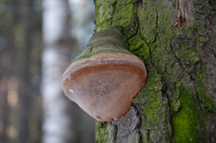 Fomitiporia hartigii