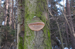 Fomitiporia hartigii