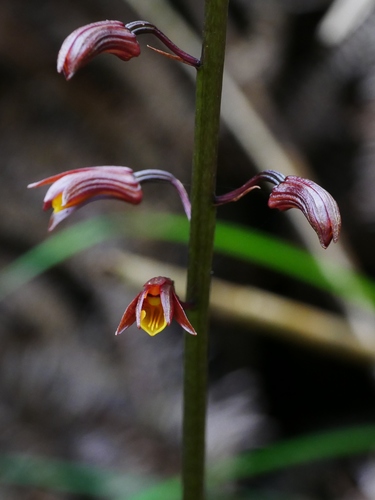 Image of Tainia dunnii by (c) Jacy Chen, some rights reserved (CC BY)