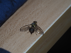 Bactrocera