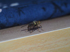Bactrocera