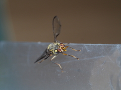 Bactrocera
