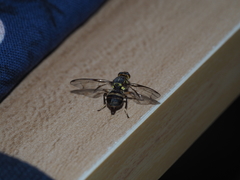 Bactrocera