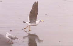 Chroicocephalus cirrocephalus