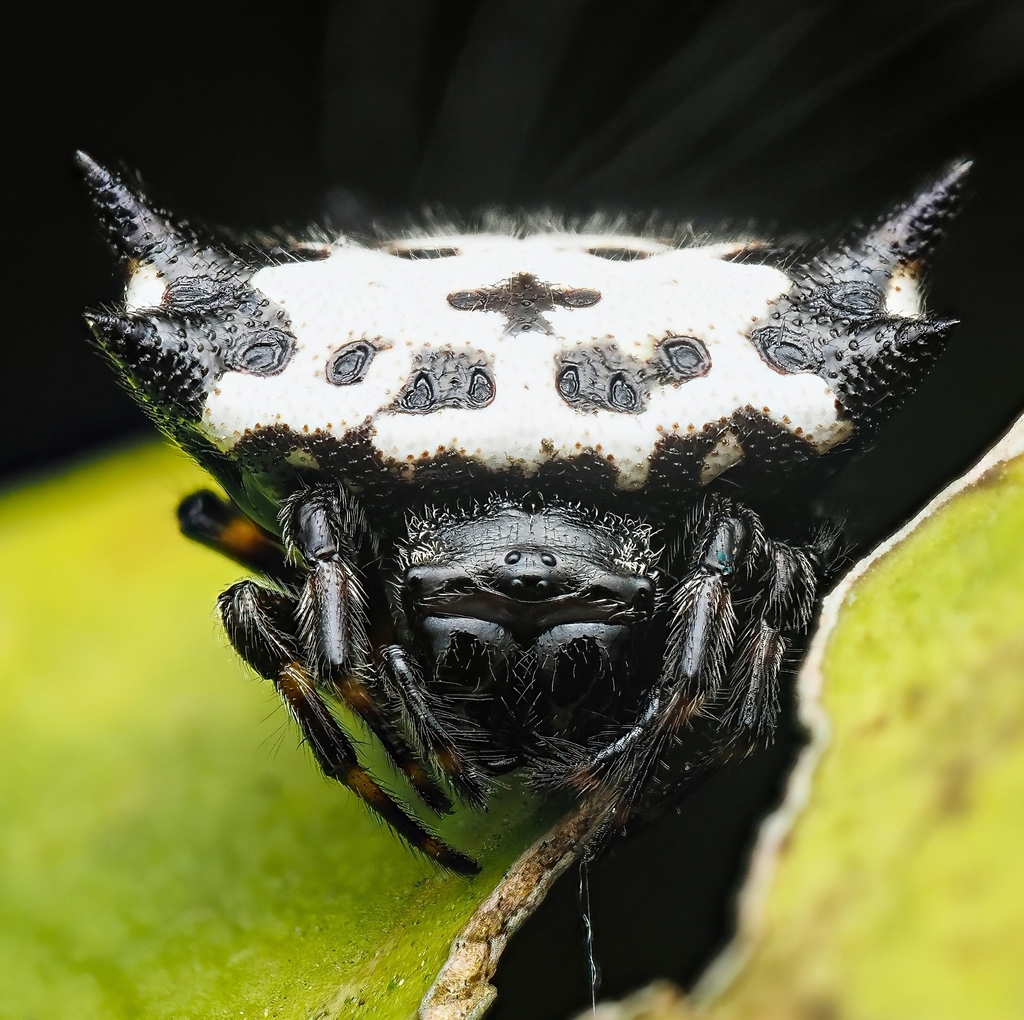 Black-and-white Spiny Spider