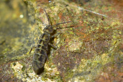 Isotomurus maculatus
