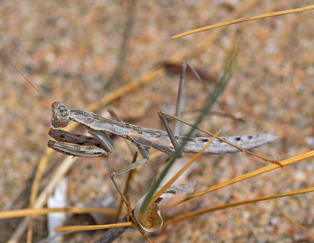 Balkan Ground Mantis