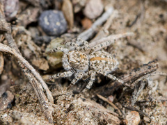 Aelurillus dubatolovi