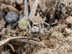 Aelurillus dubatolovi