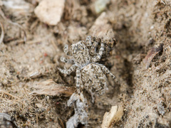 Aelurillus dubatolovi