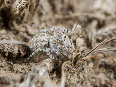 Aelurillus dubatolovi