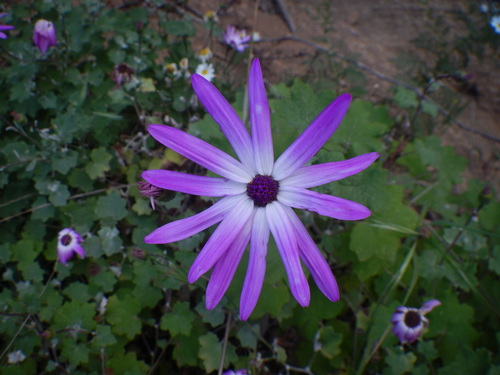 Image of Pericallis lanata by (c) Yves Bas, some rights reserved (CC BY)