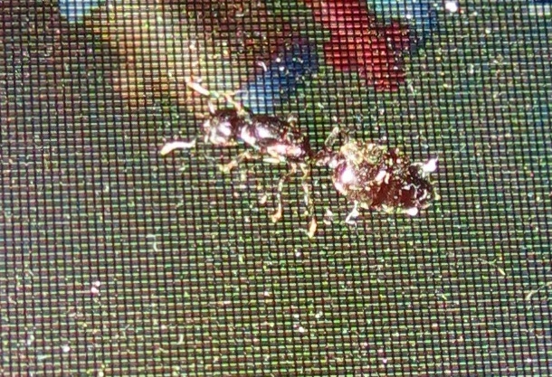 Crematogaster capensis