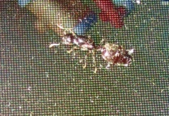 Crematogaster capensis