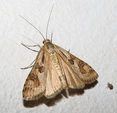 Nomophila africana