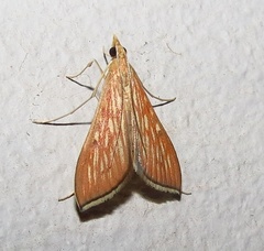 Antigastra catalaunalis