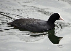 Fulica atra