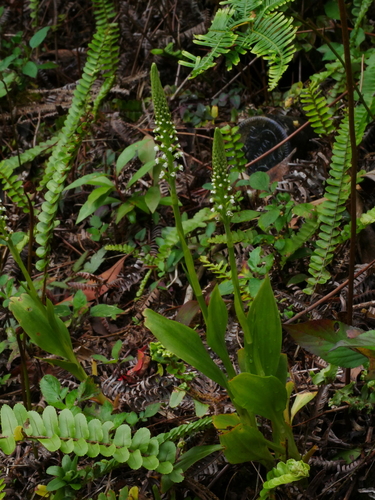 Image of Goodyera procera by (c) Jacy Chen, some rights reserved (CC BY)