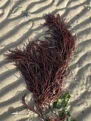 Sarcodiotheca