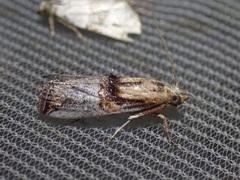 Ortholepis polyodonta
