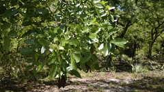 Brachystegia spiciformis