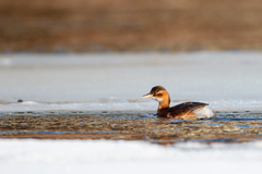 Tachybaptus ruficollis