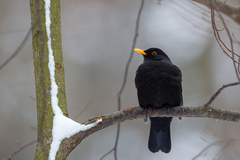 Turdus merula