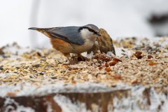 Sitta europaea europaea