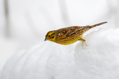 Emberiza citrinella