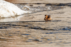 Tachybaptus ruficollis