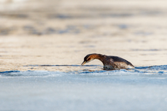 Tachybaptus ruficollis