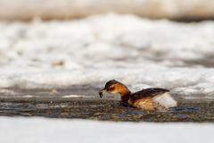 Tachybaptus ruficollis