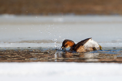 Tachybaptus ruficollis