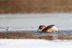 Tachybaptus ruficollis