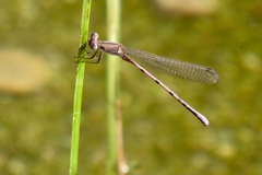 Argia pallens